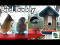 Bird Buddy Set-up and Review Is it worth it