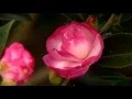 Download Lagu Super Plant Leslie Ann camellia shows off in the fall