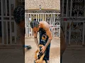 Download Lagu Good father bad husband - The emotional complexity  #vibes @naijacelebtv4895