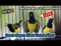 Download Lagu NEW‼️SUARA PIKAT - SUARA SOGON RIBUT TERBARU BIKIN SOGON LIAR KEPO AUTO NYAMBAR l BUKTIKAN SENDIRI.