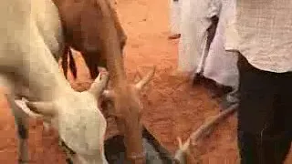 الشيخ صديق احمد حمدون النسخه الحيه 