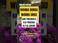 Download Lagu MAKNA BUNGA WARNA UNGU , UCAPAN SELAMAT ULANG TAHUN DARI PRESIDEN PRABOWO KE PAK JOKOWI
