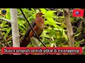 Download Lagu Suara pikat ampuh burung uncal merah/Tekukur merah/Tekukur api #Macropygiaemiliana