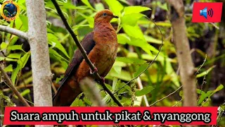 suara pikat ampuh burung uncal merah tekukur merah tekukur api macropygiaemiliana