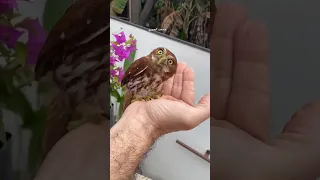 البومة بومة ماذا تعني البومة في التراث الشعبي طيور مدهشة غريبة عالم الطيور مصعب الجبوري 