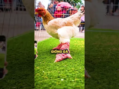 Sự thật về món chân gà Đông Tảo khổng lồ 🐔😱 #shorts