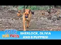 A GPS tracker on an injured dog led us to a den full of puppies