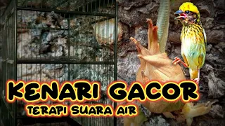 TERAPI SUARA AIR KENARI GACOR