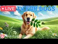 Download Lagu 🔴24 Hours of Dog TV🎵🐶Calming Sleep Music for Your Dog🐾🩷Soothing Music for Dogs with Stress \u0026 Anxiety