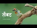 Lagu तांबट पक्ष्याबद्दल माहिती । Coppersmith Barbet | Tambat | Marathi infovideo