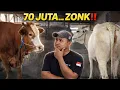 Lagu INDUKAN 70 JUTA VS INDUKAN LOKAL | HASILNYA JAUH BEDA‼️