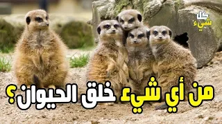 هل تعرف المادة التي خلق الله منها الحيوان والتي ذكرت في القرآن 