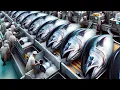 Download Lagu How Fishermen Catch And Process Billions Of Tuna - Tuna Processing Factory
