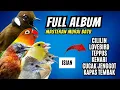 Download Lagu Masteran Murai Full Album Tembakan Lengkap (Kenari, LB, Teppus, Cililin, Kastem, Cucak Jenggot)