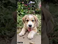 Download Lagu cute puppy adorable video #puppy #cute #pets #funny #dog #puppydog #shorts