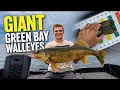 Chasing Late Summer Green Bay Walleyes Multiple GIANT 30 Inchers