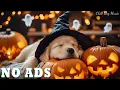Download Lagu 3 Hours Of Dog Calming Music 🎵 Healing Dog Sleep Music 🎵 Relaxation for Dogs 🐕 No Ads