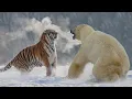 Download Lagu Pertarungan Harimau VS Beruang Kutub MENANG MANA?