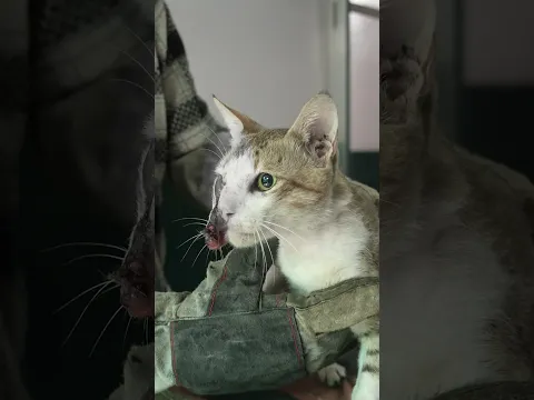 Cat ki recovery jaadu jaisi #peepalfarm
