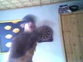DJ Tommekk - Ganxtaville Part 2 Verarsche ( GE-Nigg@s )