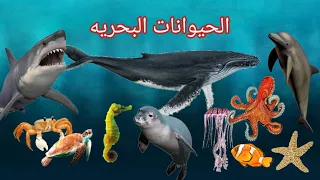 الحيوانات البحريه للاطفال عالم الحيوان أطفال الكائنات البحريه Sea Animals Kids Vocabulary 