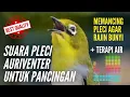 Download Lagu Suara Masteran Pleci Auriventer Pancingan Agar Pleci Gacor dan Ngalas + Terapi Air Agar Pleci bukpar