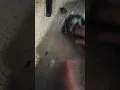 Raccoon attack!! #feet #raccoon #animals #cute #adorableanimals #youtubeshorts #shortsfeed #shorts