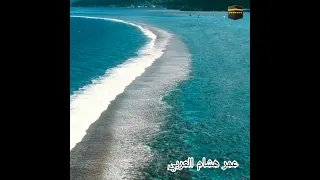 عمر هشام العربي 