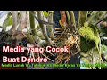 Download Lagu Media Terbaik Anggrek Dendro