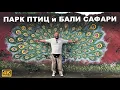 Download Lagu КАПИТАН ГЕРМАН I БАЛИ САФАРИ ПАРК и БАЛИ ПАРК ПТИЦ  — стоит ли ехать? Полный гид