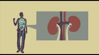  ไตทำงานอย่างไรในการควบคุมปริมาณน้ำในร่างกาย 