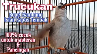 trocok gacor ropel panjang sambung isian kapas tembak