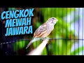 Download Lagu KALITAN CENGKOK JAWARA DURASI PANJANG - MASTERAN KENARI ISIAN BLACKTHROAT GACOR SUARA JERNIH