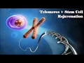 Stem Cell and Telomeres Rejuvenation Eternal Youth Healthy Body Gentle Rain Sounds