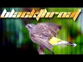 Lagu BLACKTHROAT GACOR BUKA SAYAP buat MASTERAN KENARI PAUD CENGKOK MEWAH CALON JUARA