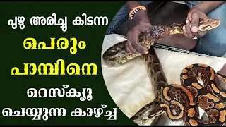 പുഴു അരിച്ചു കിടന്ന പേരും പാമ്പിനെ റെസ്ക്യൂ ചെയ്യുന്ന കാഴ്ച്ച | Rescuing snake from heavy wound.