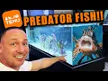 Download Lagu Ik heb een aquarium met zoutwaterroofvissen gebouwd, uitsluitend met TEMU-aquariumproducten!