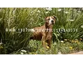 ALL ABOUT THE AMERICAN PIT BULL TERRIER WITH RICHARD F STRATTON