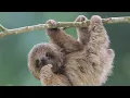 screaming sloth