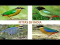 Lagu Pittas of India 🇮🇳 | Birds | Indian Birds
