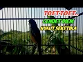 Lagu BURUNG CENDET GACOR  TOET-TOET DONGKER EMOSI CENDET MALES BUNYI || pancingan burung cendet 