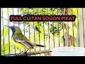 Download Lagu FULL CUITAN SOGON PIKAT‼️cocok buat mikat burung sogon pembohong