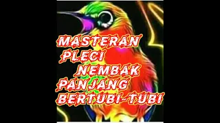 Download Masteran pleci nembak rapat panjang tersadis!!! MP3