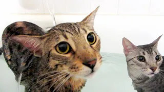 Bambu's First Bath