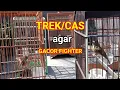 Download Lagu Trek SRDC bikin NGAMUK Gacor- Suara Pancingan SRDC Bali gacor FIGHTER