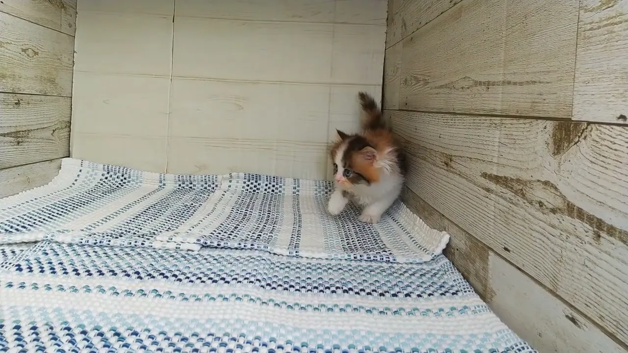動画