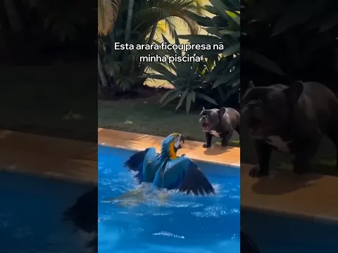 Esta Arara Virou a Melhor Amiga Do Meu Cachorro