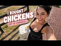 I bought chickens off CRAIGSLIST what could go wrong