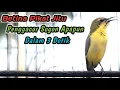Download Lagu SOGON BETINA GACOR MEMANGGIL JANTAN‼️PANCINGAN SOGON AGAR CEPAT RESPON BUNYI GACOR NEMBAK EMOSI