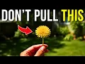 6 Backyard Weeds You re Destroying by Mistake Stop Pulling These Now